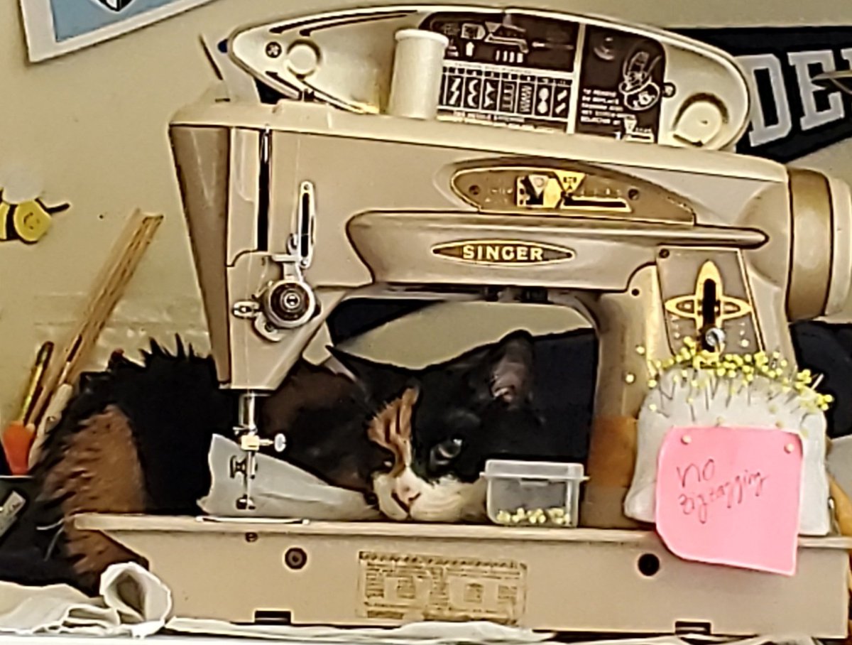 muzgle's tweet photo. I help with sewing
#CatsOfTwitter 
#SewingCats https://t.co/E9bEgTf4Hx