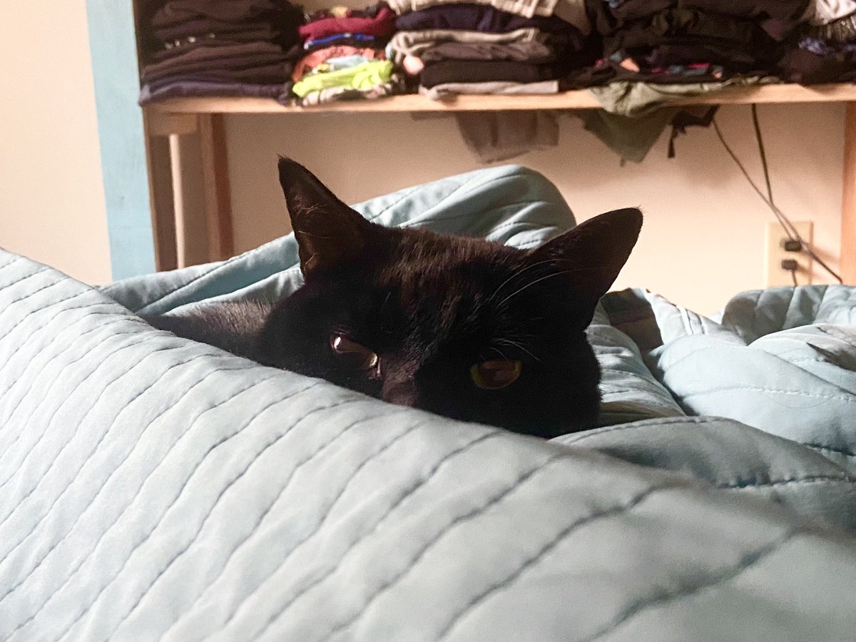 When you wake up and this is the first thing you see 🤦🏽‍♀️😂 (this was the other morning) #bagheera #bags #baggy #myanimalbaby #myfurson #bombay #bombaycat #blackcat #blackpanthercat #caturday #caturdayeveryday