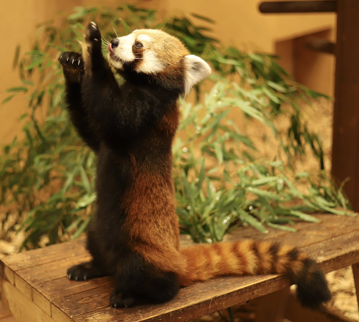yosshi_0216's tweet photo. 日本平動物園の
ベロ出し👅レッサーパンダ🐼
撮影カメラ
#Canon #eos #6d #markll
撮影レンズ
#CanonEF50mmF1.8 STM
#日本平 #日本平動物園
#動物園
#レッサーパンダ
#ベロ出しレッサーパンダ https://t.co/BxP4bzMUv4