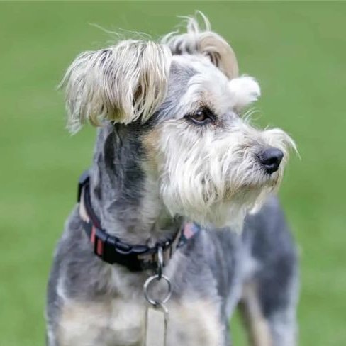DogableNet's tweet image. Are you on the search for Snorkie puppies for sale? Let me help you with your search by recommending some breeders to you. #snorkie #schnauzeryorkie
dogable.net/snorkie-puppie…