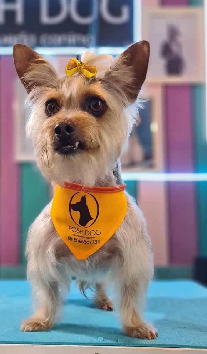 redirecttion's tweet photo. Hoy le tocó baño a mi perro y encontré un lugar que se llama #PoshDog por la #NuevaSantamaría en #Azcapotzalco - en resumen me encanto y lo recomiendo, solo me dije: neta un moño 🎀 ⁉️ ustedes que opinan ❓ https://t.co/IZeVDicruh