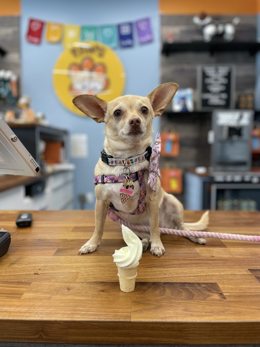 GetWagging's tweet photo. Happy #NationalIceCreamDay 🍦
#getwagging https://t.co/KckDwUhd5y