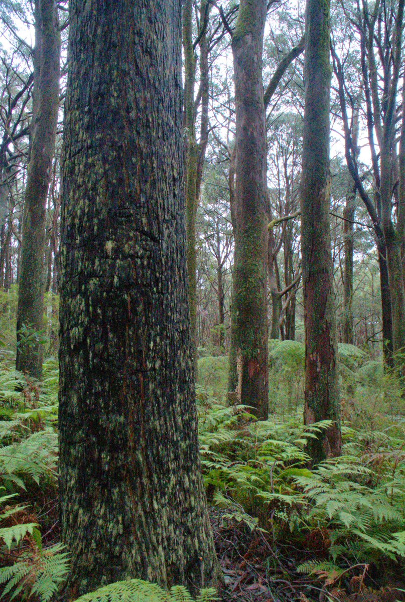 LawFelicity's tweet image. @DanielAndrewsMP @MaryAnneThomas @LilyDAmbrosioMP Please, you need to protect the trees we have! It’s insanity to pulp our forests. #stopNativeForestLogging