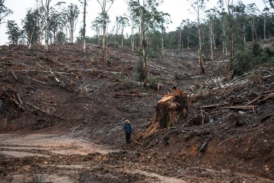 LawFelicity's tweet image. @DanielAndrewsMP @MaryAnneThomas @LilyDAmbrosioMP Please, you need to protect the trees we have! It’s insanity to pulp our forests. #stopNativeForestLogging