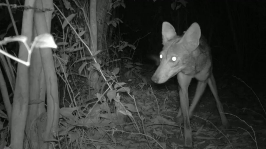 DailyCoyotes's tweet photo. Yote #193 https://t.co/WOHUsDHFcq