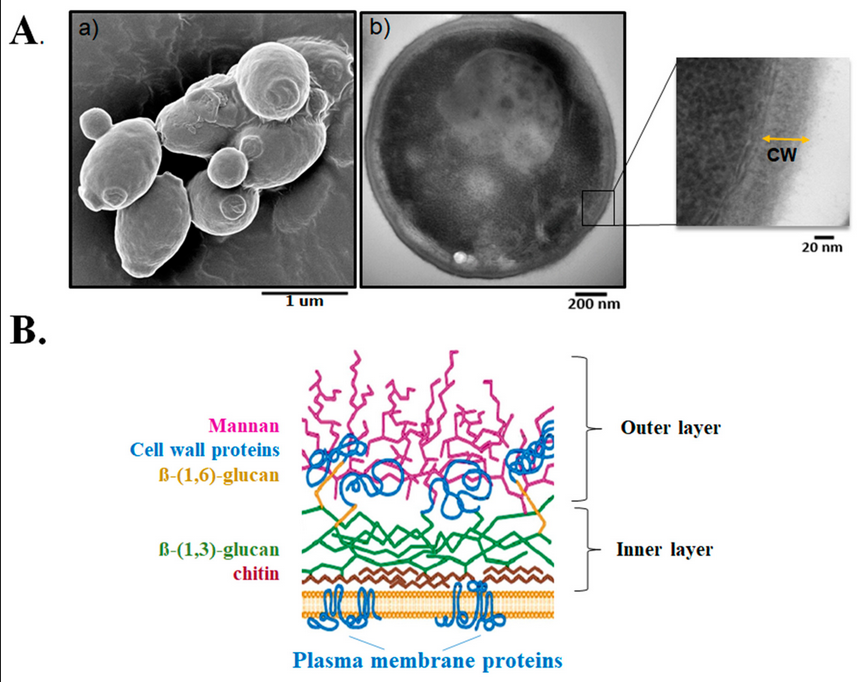 JoF_MDPI's tweet photo. "Preliminary #Structural Elucidation of β-(1,3)-#glucan Synthase from #Candida glabrata Using Cryo-Electron Tomography" from Dr. Cristina Jiménez-Ortigosa and Dr. Wei Dai et al.
Full text: https://t.co/N8bKcz9jl8 https://t.co/nJkwmtWsTd