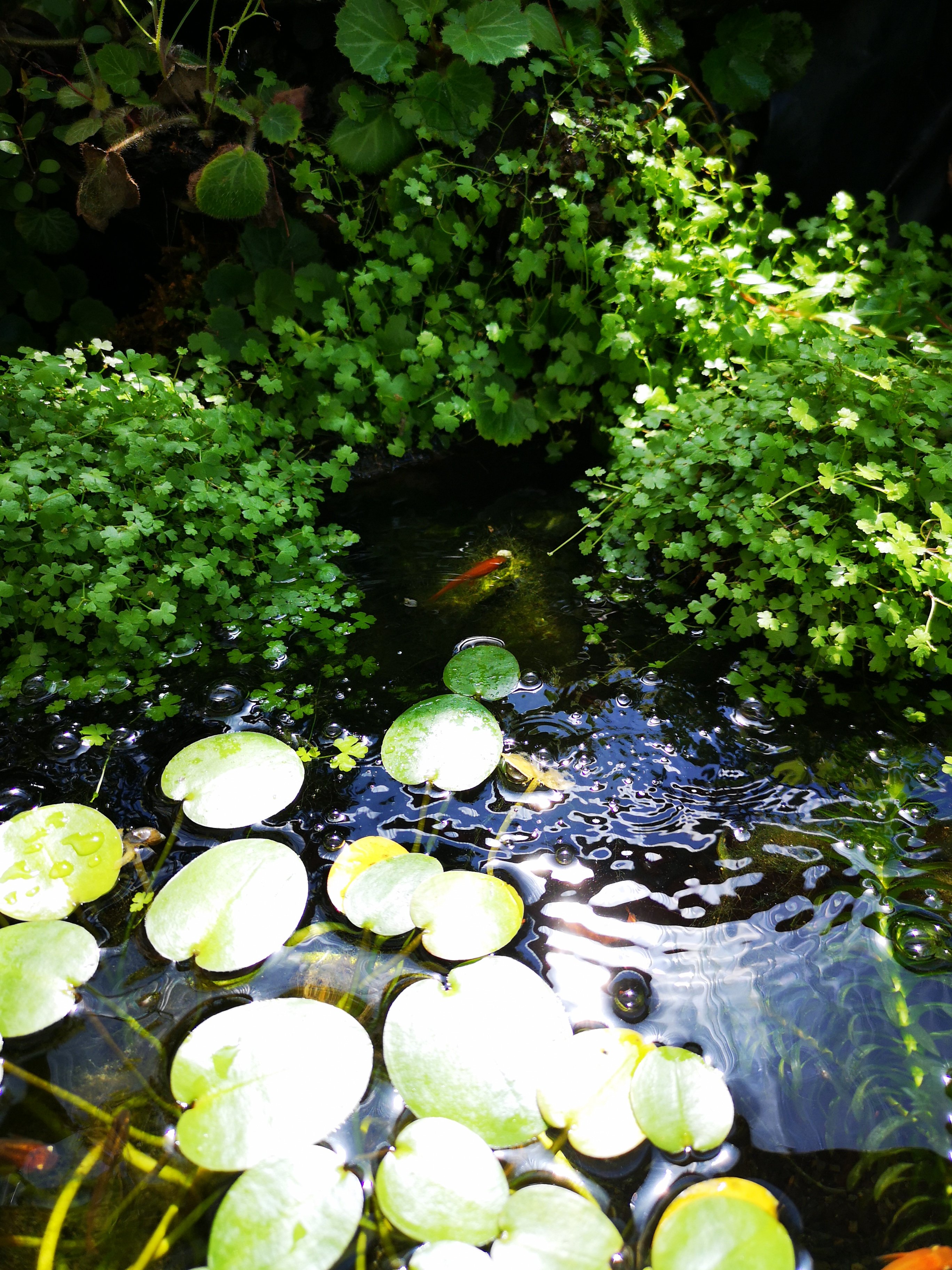 オレンジメダカビオトープ 6r6prrmex1bxy81 Twitter