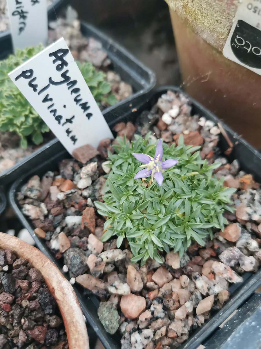 AlpineAlexO's tweet photo. Asyneuma pulvinatum put up a flower... First time for me. https://t.co/ScTo5e9isv
