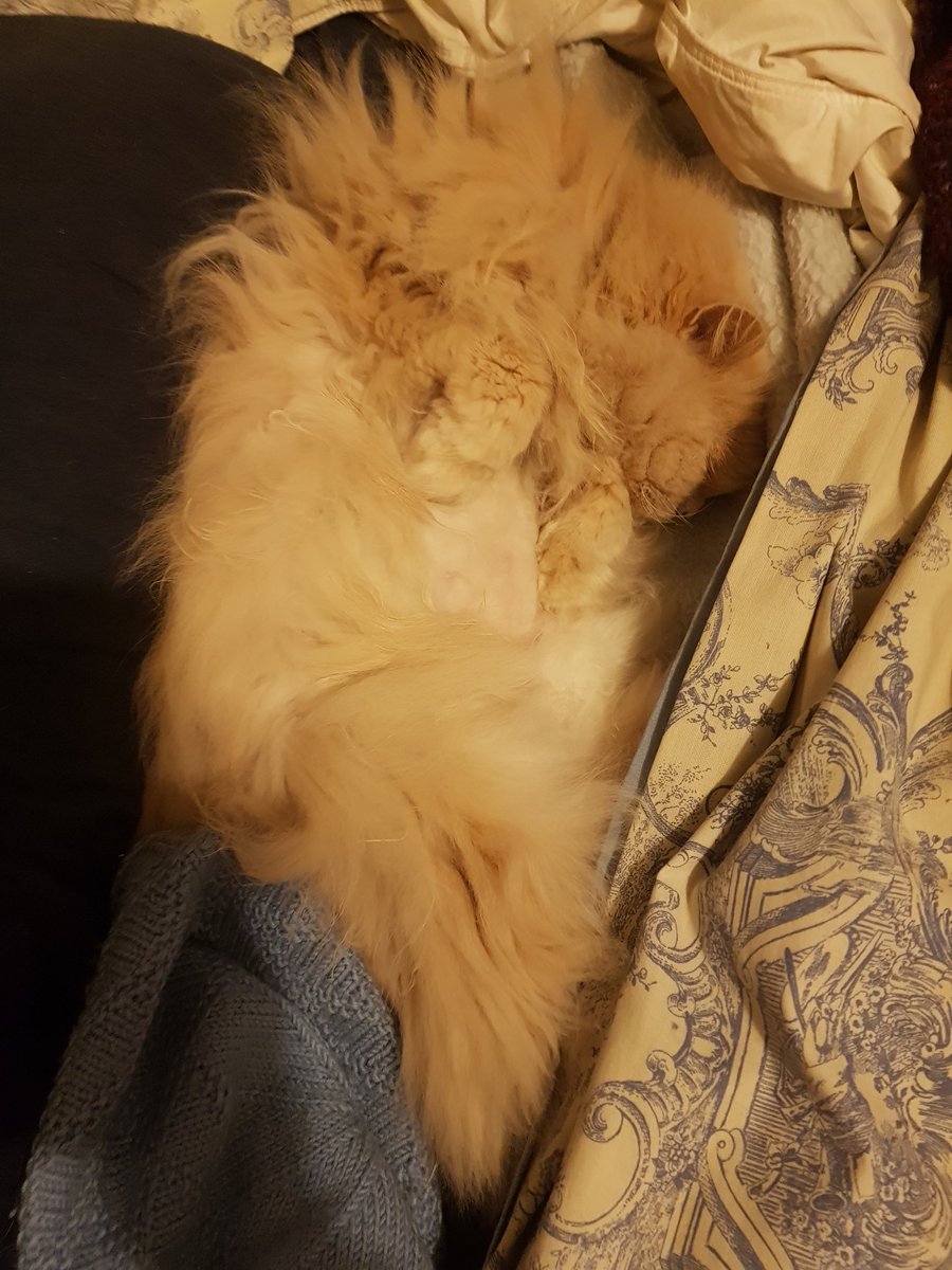 Trying to come up with ideas for upcoming displays at work... when I find out International Cat Day is coming up!
It may, or may not, involve Ginny. https://t.co/JA8vgE2uGb