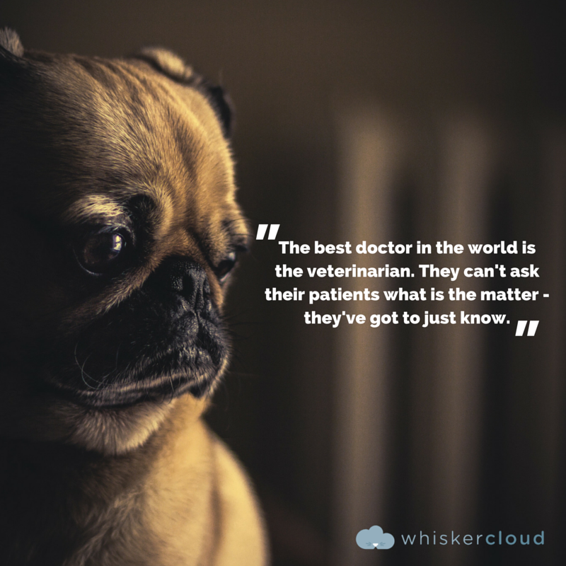 Intracinpharma's tweet photo. Best Doctors in the World is Veterinarian.

#veterinary #vetmed #veterinarymedicines #Veterinarian #vetquotes #veterinarianquotes https://t.co/HwyFn1WBPR