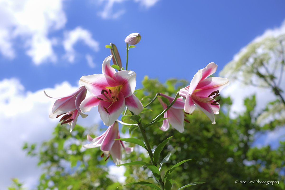 純粋 Twitter Search