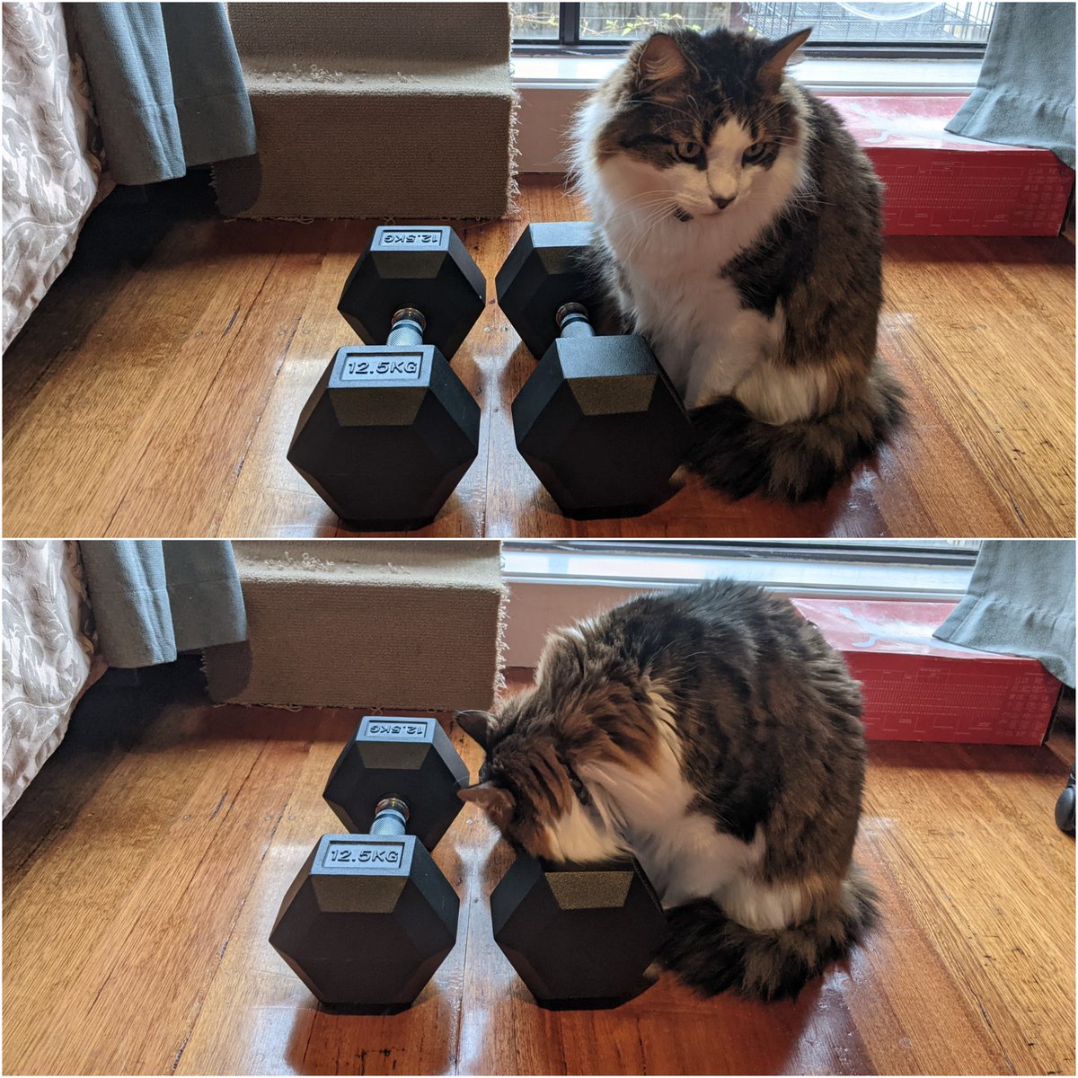 haiiro99's tweet photo. Dash puttin in some reps
#Dash #Dashdash #keepfit #strongerthanhelooks https://t.co/biixeRJ6p3