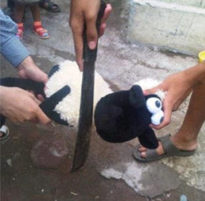 mana pap hewan qurban mu