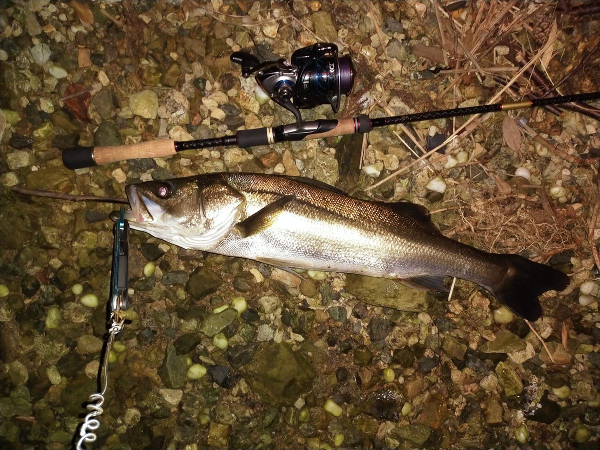 Bass Camp滋賀 Bass Camp Shiga Twitter Bass Camp滋賀 Bass Camp Shiga Twitter