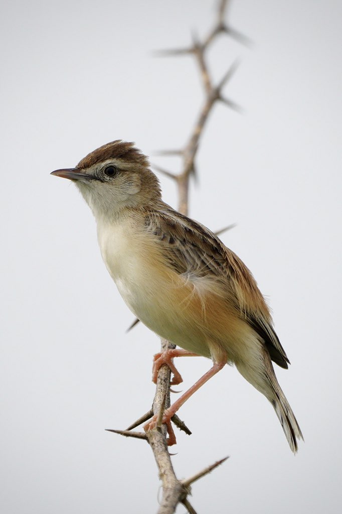 “Zitting Cisticola” 
   or 
“Streaked Fantail Warbler”?

Which one describes the bird better?
#ZittingCisticola 
#birdwatching  #birdphotography  #nature #NaturePhotography #birdsofindia #indianbirds #IndiAves #birds  #ThePhotoHour #BBCWildlifePOTD #PhotoOfTheDay #Avibase