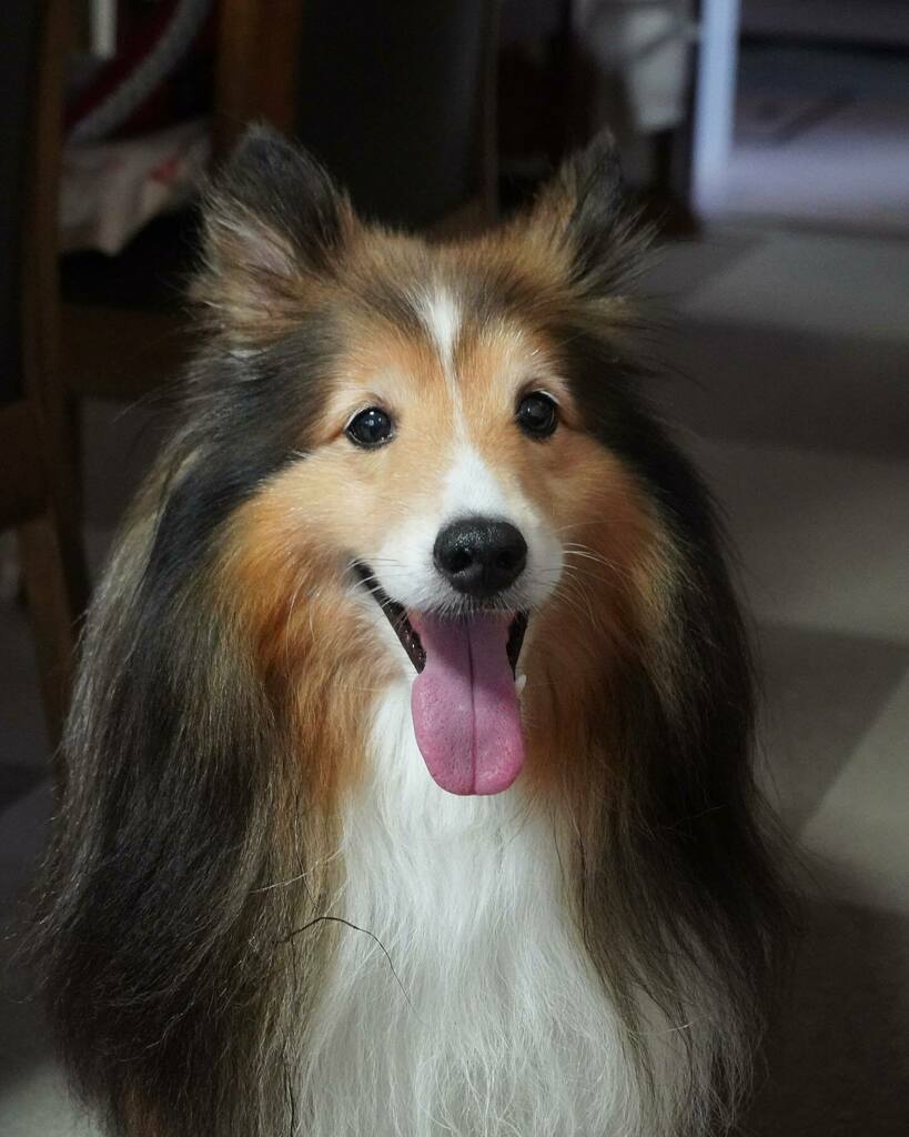 かわいい子犬屋さん かわいい子犬屋さん