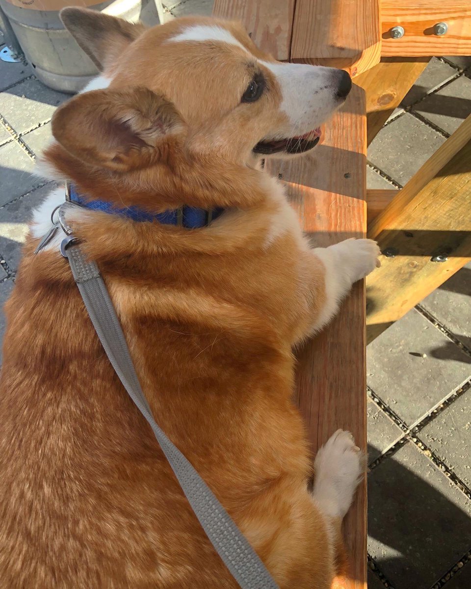 lanuovasuzy's tweet photo. Weekends are for walks to the local brewery. Sunny nights that last until 9pm. Toof smiles. Sour & hazy IPA flights. Kicking Larsβ ass in Super Eight. And a Gritty cameo. #FourSeasonsTotalLandscaping #SeattleSummer #TOOFERS βοΈπΊπΎ https://t.co/PgoDOnWUfK