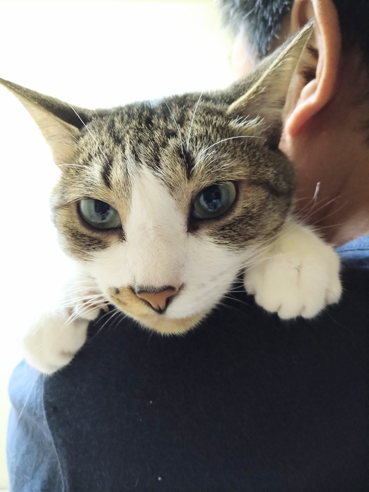 抱っこをせがむ猫 ট ইট র অন সন ধ ন ট ইট র