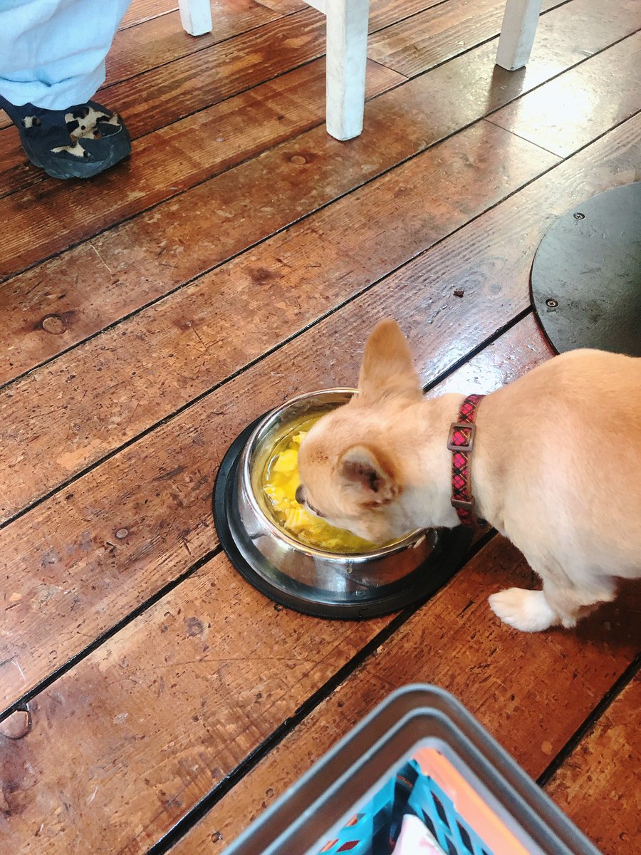 haruki_wss's tweet photo. 山梨来ちゃいました😇
ワンコも大丈夫なところをチョイスして、「ほうとう研究所」に来ました〜
美味しかった!テリー用のほうとうもあったんだよ〜🤩
スタッフのお姉さんがとても優しかった〜また来ます😄
#ほうとう研究所 #withdogs https://t.co/Ted7hRgZpI