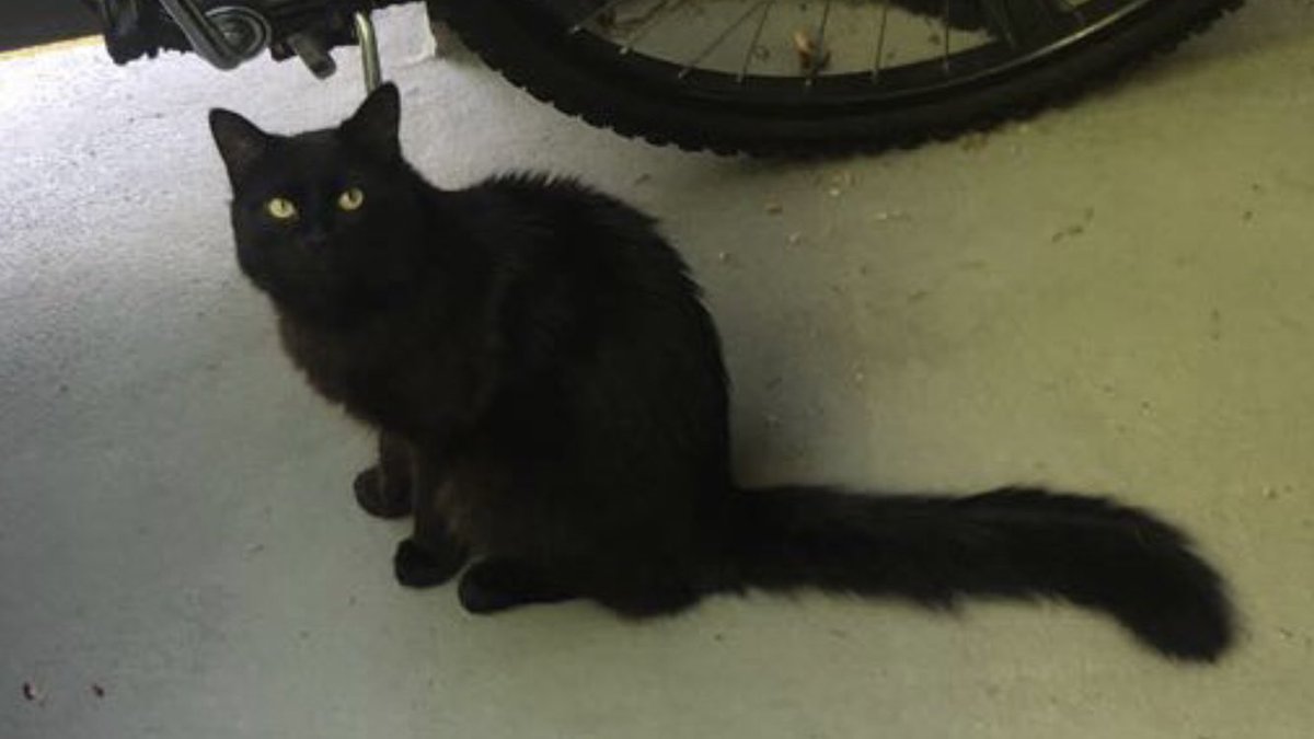 SimonFluffyBoy's tweet photo. I found this old picture of Simon and he was around 9 month old. Such a small cute boy, he’s almost 3 now, I love him <3 #CatsOfTwitter https://t.co/TRVDzSP7FK