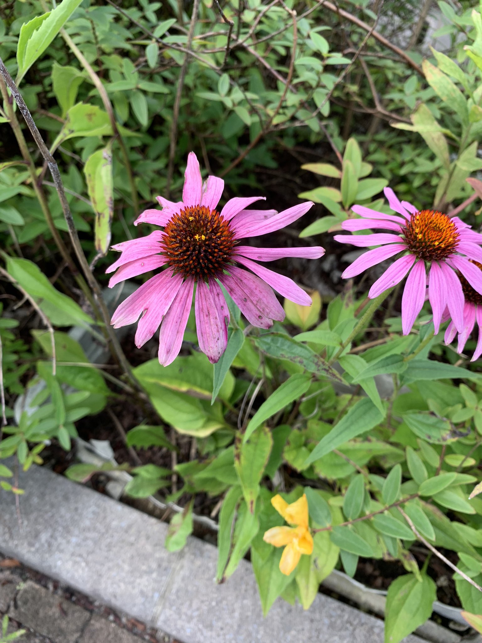 ミモザ 何の花でしょう 答えはムラサキバレンギク 紫馬簾菊 です 観賞用の 他 ハーブティーやサプリメントとして摂取することも 別名エキナセア 名前の由来は ギリシア語のechinos エキノース 花の中心部がハリネズミの姿 午後も明るく楽しく