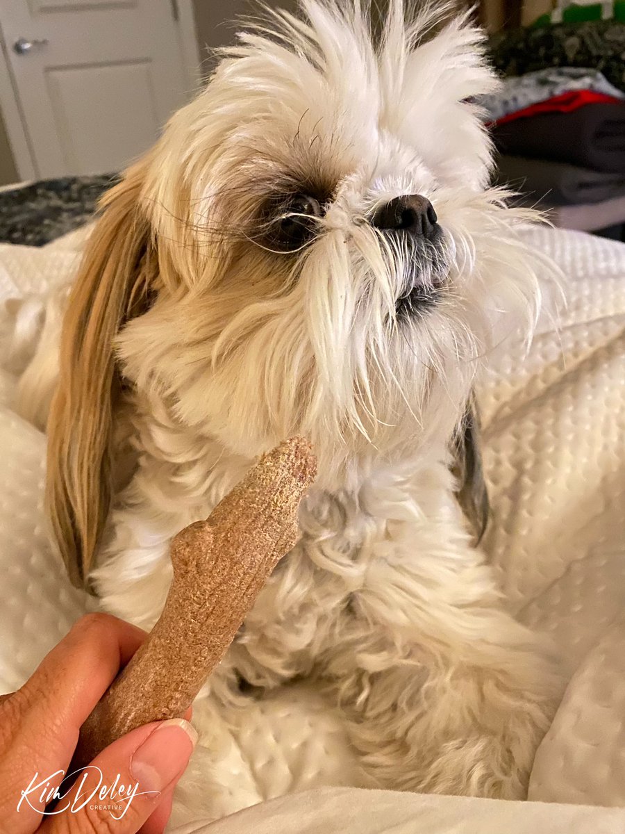 MingxiTzu's tweet photo. Make your human hold the chew treat. And then refuse to chew it. You hafta let them know whoβs the boss. πΎπ
#dogsoftwitter #MingxiTips #TrainYourHuman #BeKind https://t.co/bhVuR6pEeM