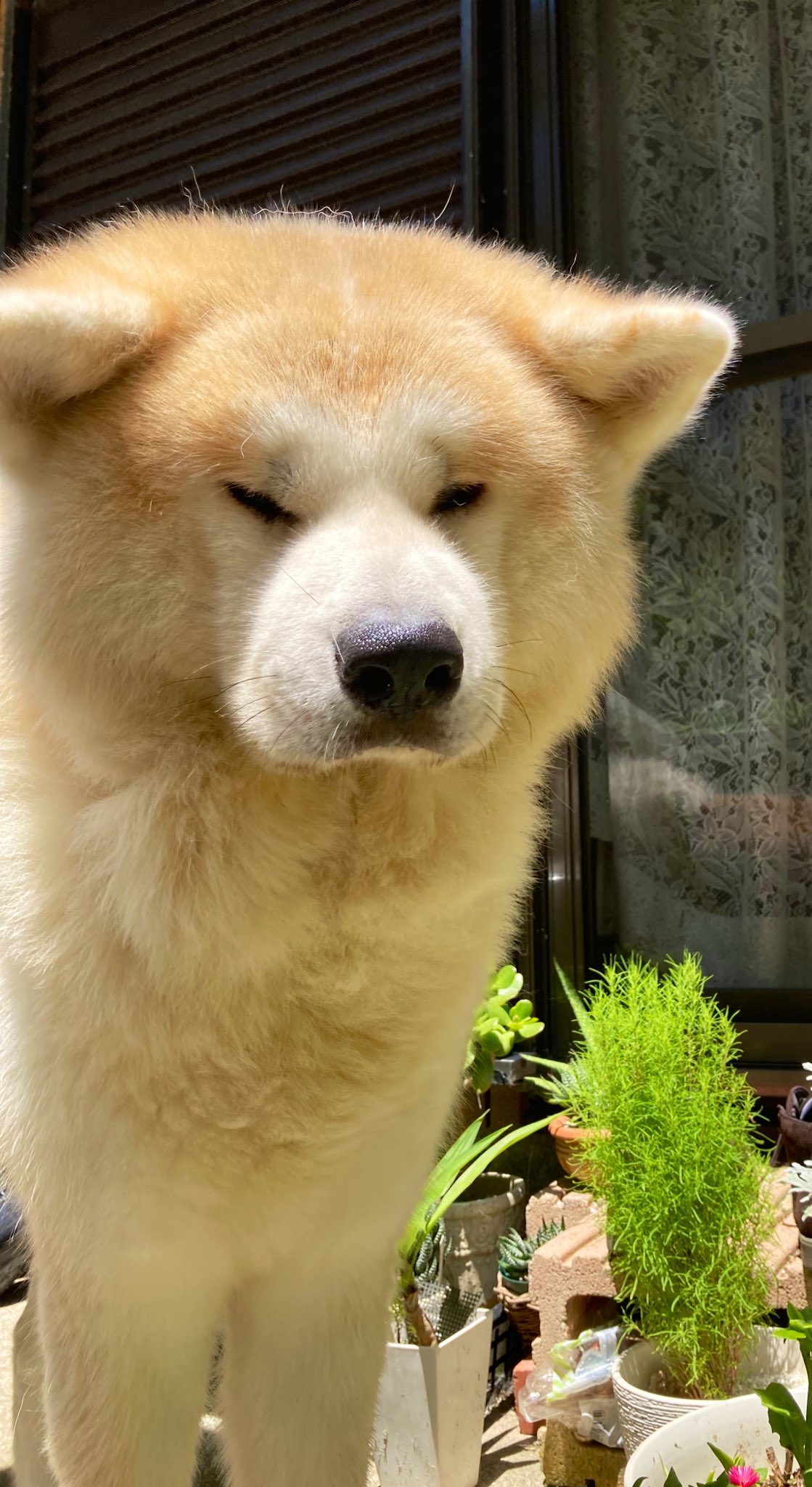 柴犬 秋田犬 はちモナじんくんとポン吉 真顔から眩しいお顔に 秋田犬 真顔 晴天 真夏日 T Co 8ntyel1i Twitter