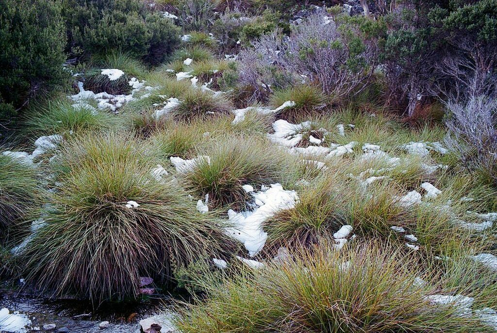 Snow on Button Grass, Cradle Mountain National Park, Tasmania 🇦🇺

#LeicaM6 #summicron35mm #summicron #leica #35mm #kodakgold200 #gold200 #kodak #lomography #lomo #lomofilm #film #shootfilm #filmnotmegapixels #colourphotography #colorphotography #filmphot… instagr.am/p/CRfoeK7BmNT/