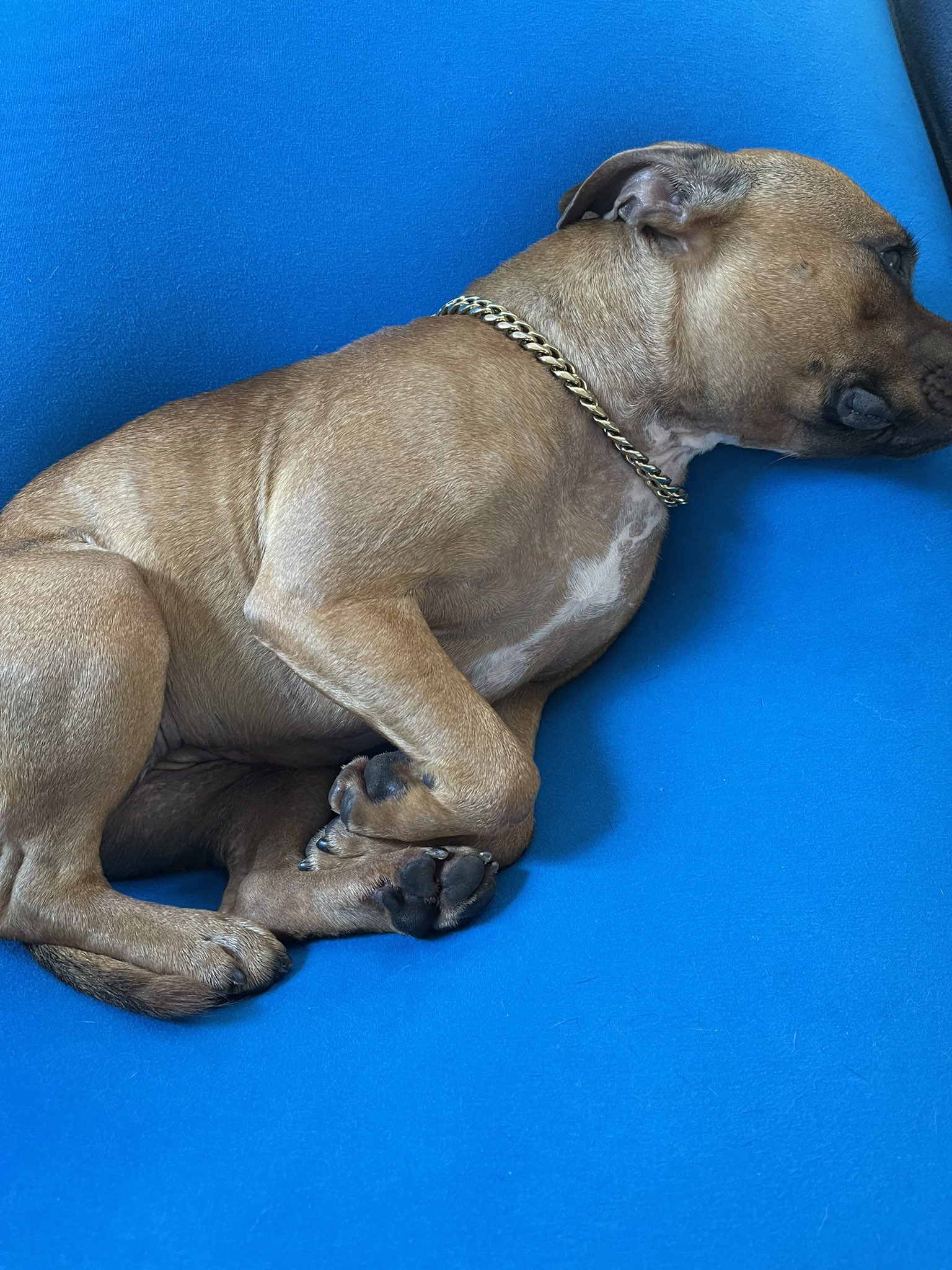 石渡伸太郎 一日中ここに居るダメ犬になってしまった Yogibo ヨギボー T Co Kte8alom5r Twitter
