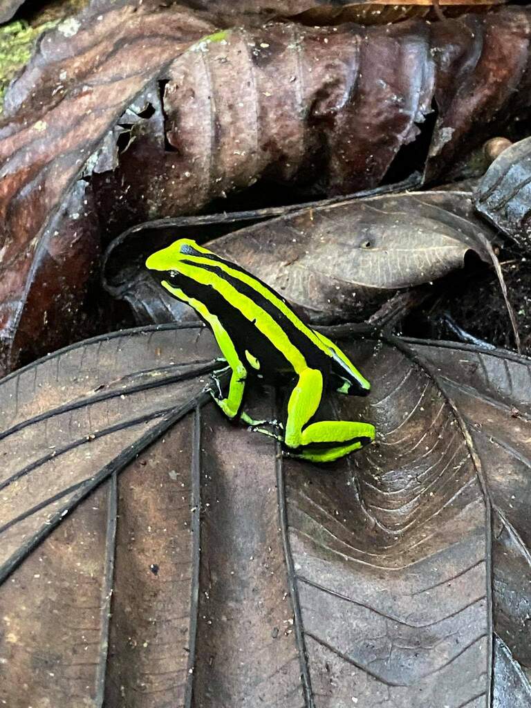 This poison dart frog in Peru #fascinathings https://t.co/IgJ9x5Riw3