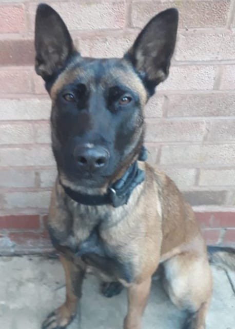 WMP Dog Unit tweet media