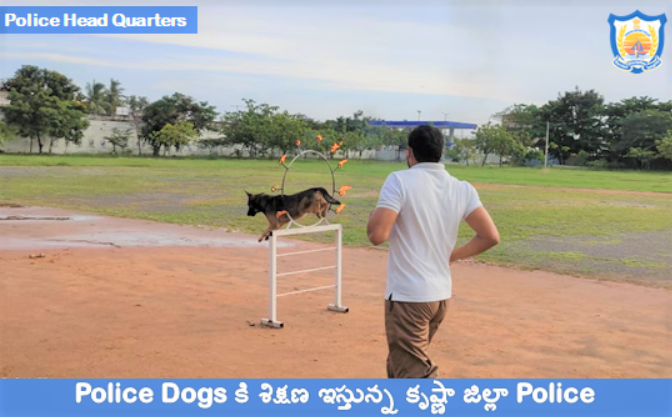 Hurdles Practice for Police dogs .

#dogs #police #policedogs #APPolice #APPolice100 @SiddharthKausha #krishnadistrictpolice #Crimedetection #crime