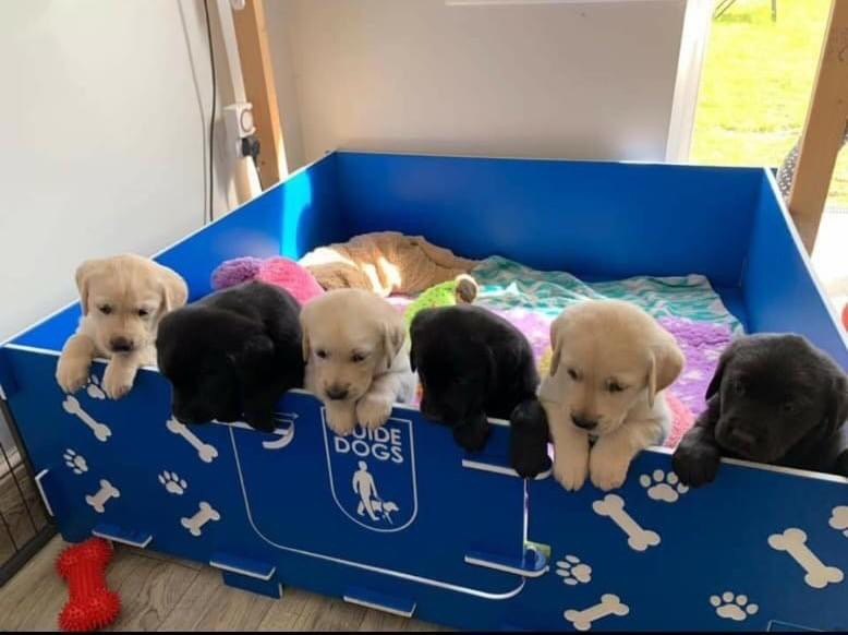 Ex_Sighted's tweet image. Want to help us raise money for @guidedogs alongside @bt_uk just click the link to find out about our story and what we are raising money for just click the link! justgiving.com/fundraising/ha… We will be climbing @TheO2 and letting you help pick the name of the pup! #charity