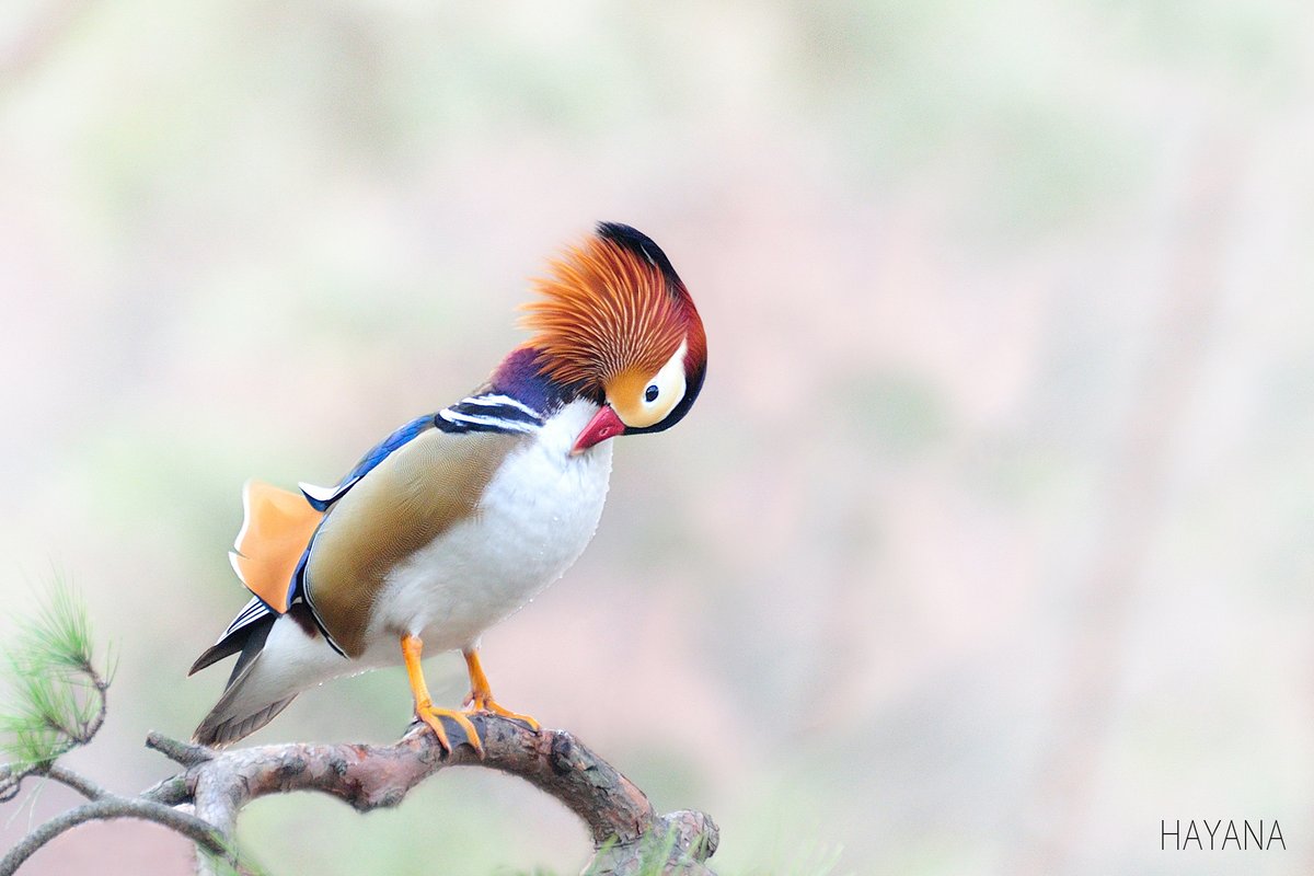 bird/h tweet media