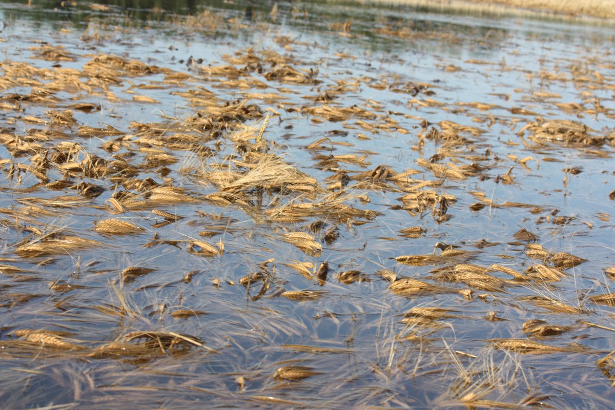 hub_observateur tweet media