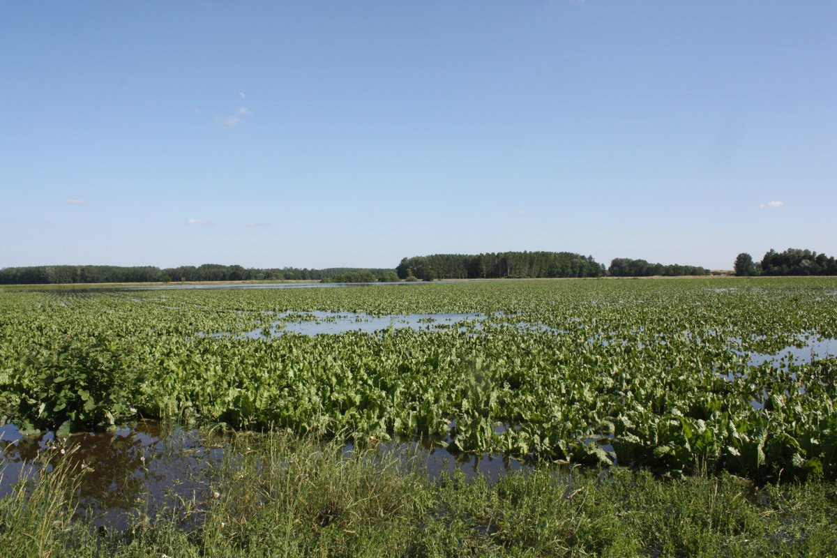 hub_observateur tweet media