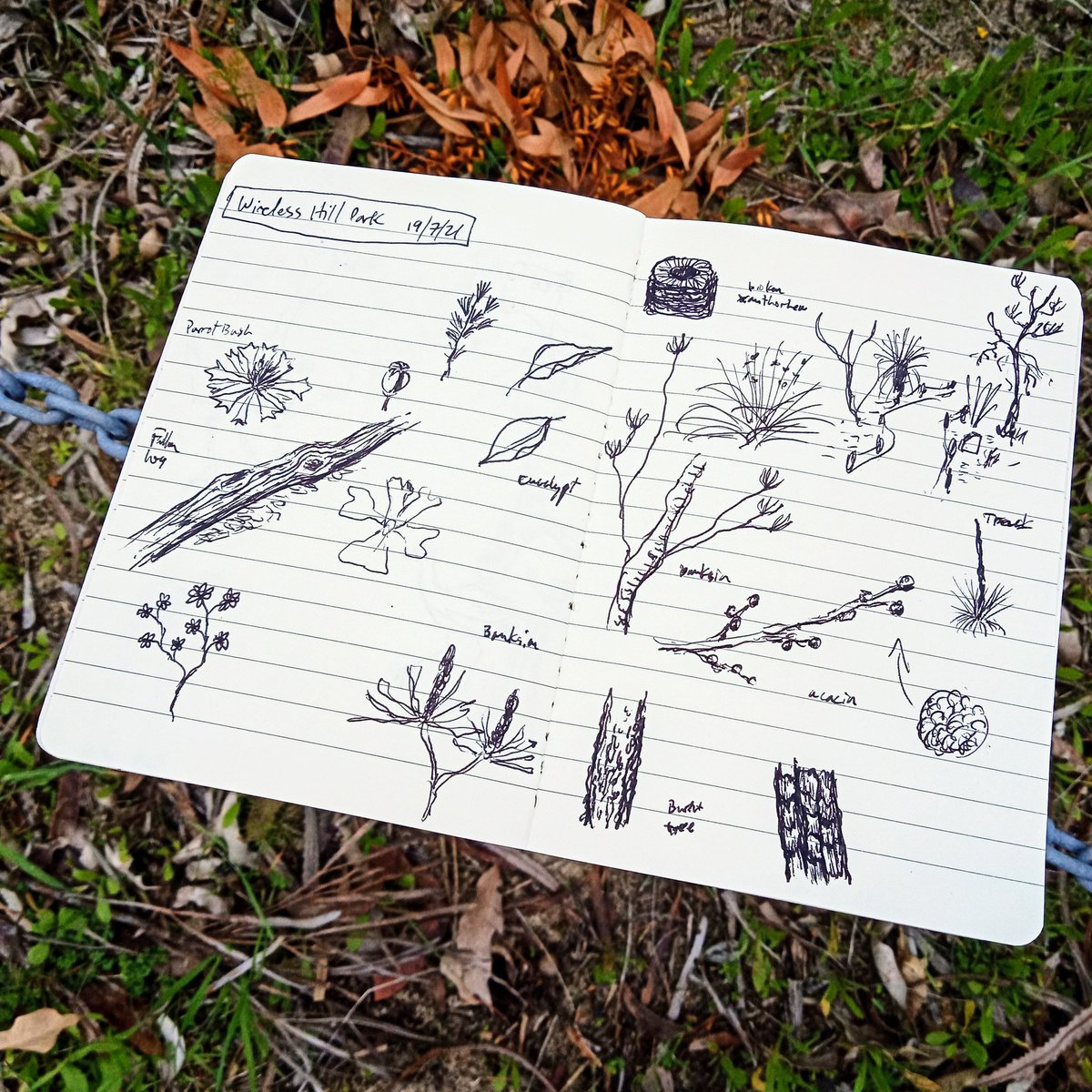 Did some nature journaling on today's family outing to #wirelesshillpark 
#naturejournal #sciart #natureart #scicomm #australianplants