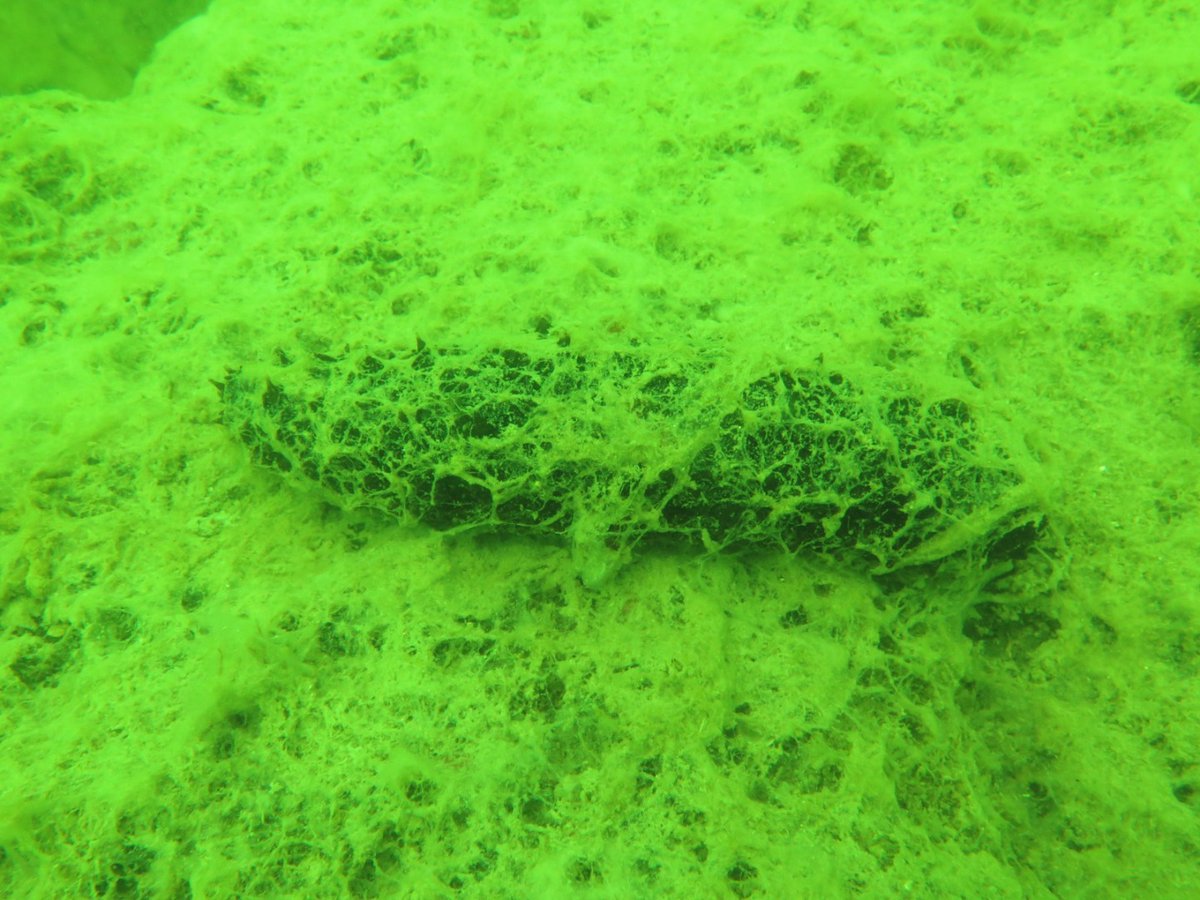 İstediğiniz kadar yüzeydekini toplayın denizin dibi 30m lere kadar bu durumda. #MarmaraDenizi  nde konu MUSİLAJ değil ÇEVRE FELAKETİDİR ve kaynağına gidilerek çözülmelidir. #Ergene başta olmak üzere ileri arıtması bulunmayan tüm deşarjlar acilen durdurulmalıdır. #vanayıkapat