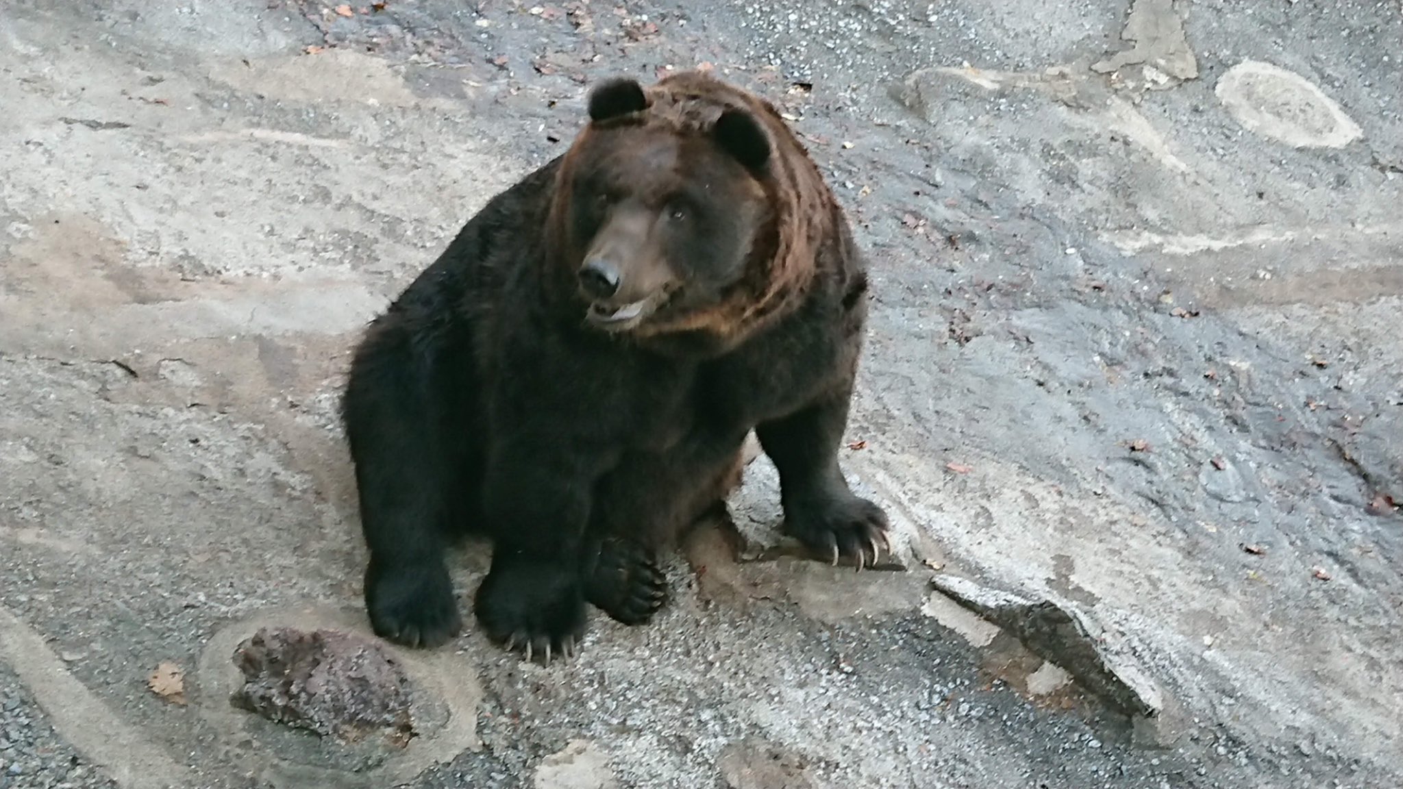 あき嬢 1 2枚目 2年前に行った登別クマ牧場 ヒグマ 3 4枚目 今回行った奥飛騨クマ牧場 ツキノワグマ どっちも人間 客 から餌を貰えるように立ったり手叩いたりアピールしている可愛らしいシーンなんだけど こうして比べるとやっぱヒグマ圧倒的に大きいな