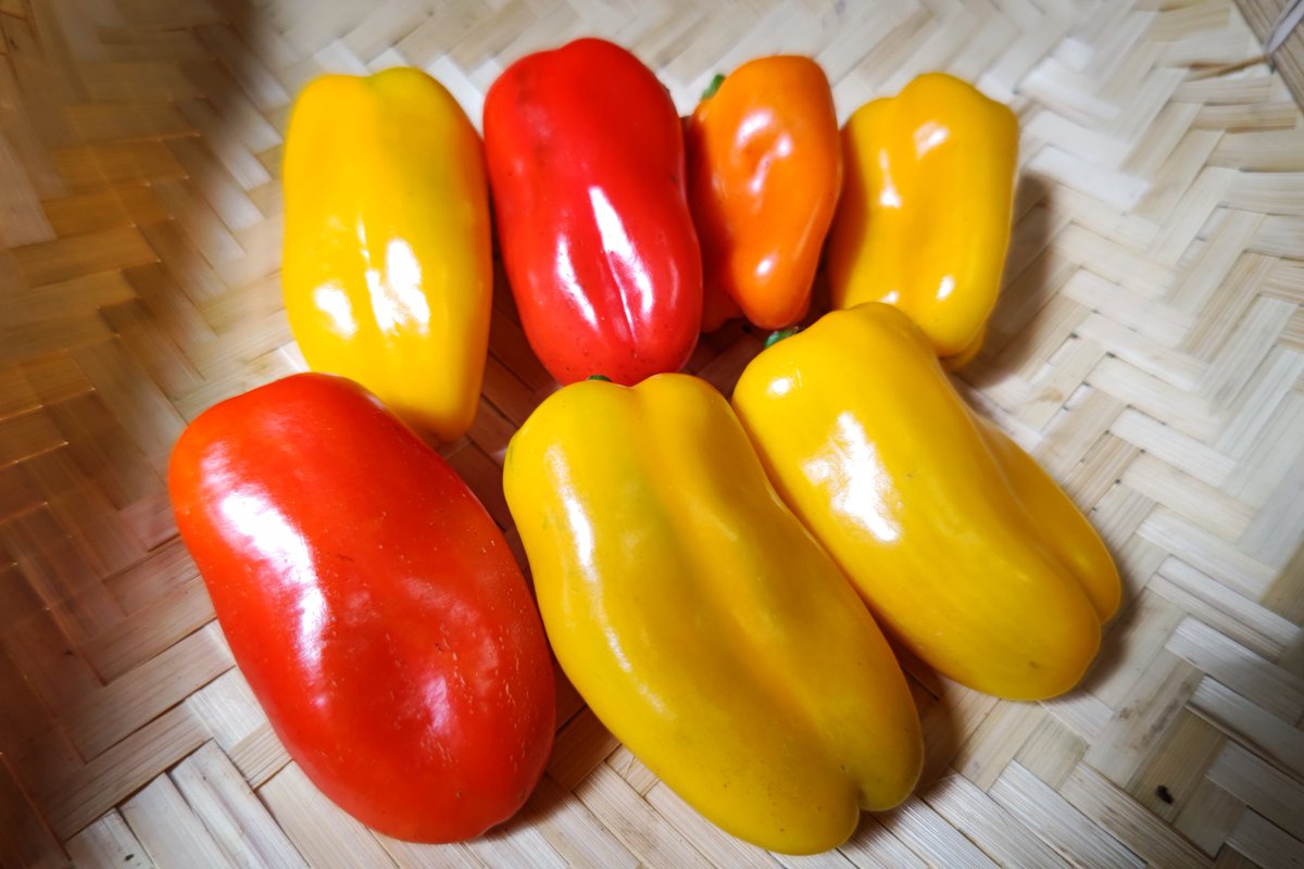 つちだファーム ミニパプリカ 少しですが やっとミニパプリカが収穫できました