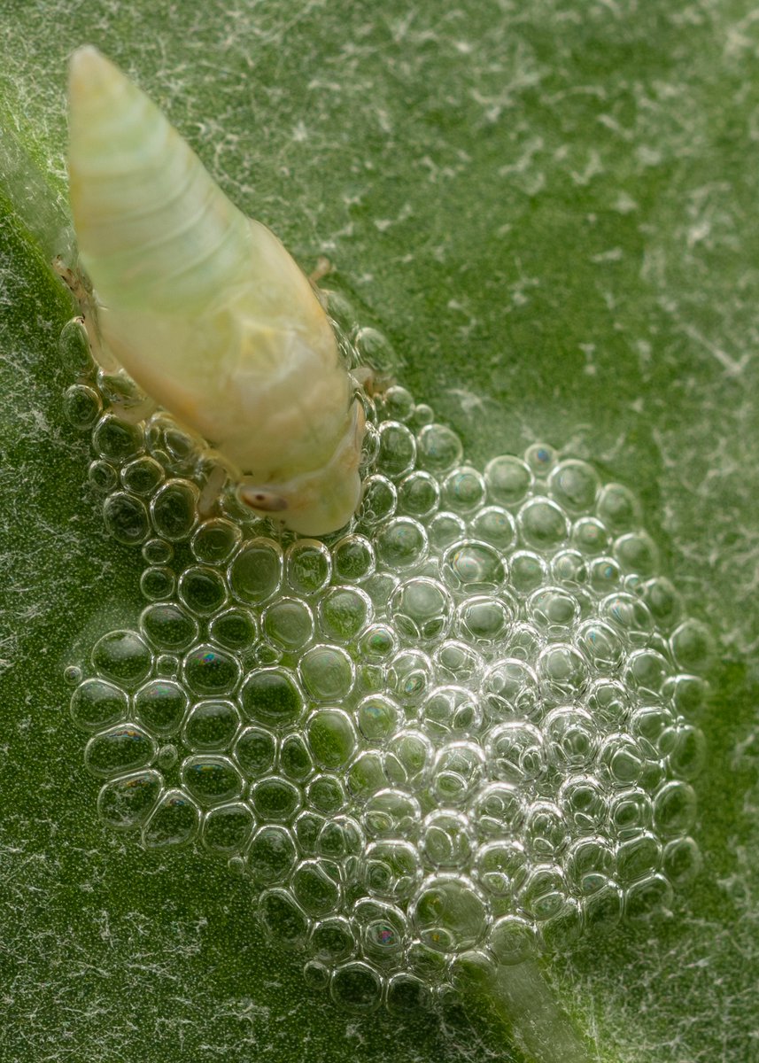 Varad Giri tweet media