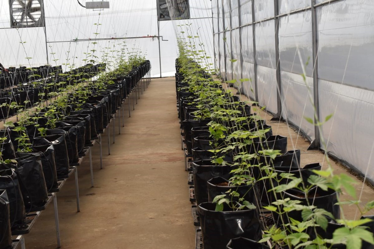 Our #MCM today is Khaya Maloney, founder and CEO of AfriLeap. AfriLeap is now the proud supplier of hops for Soul Barrel Brewing’s fantastic SA pilsners. 

“It's only our pleasure to be a supplier of sustainably grown, fresh, premium quality hop to your brewery, ” says Khaya.