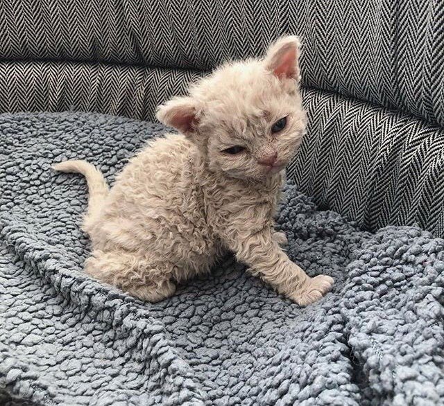 mostlycatsu's tweet image. 