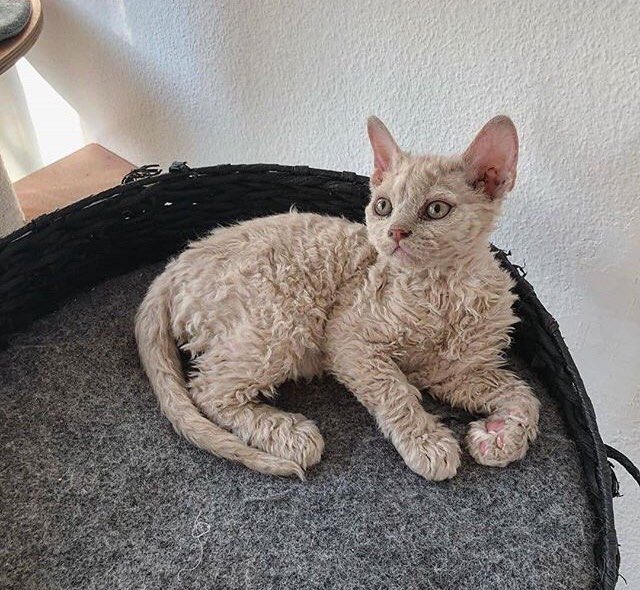 mostlycatsu's tweet image. 