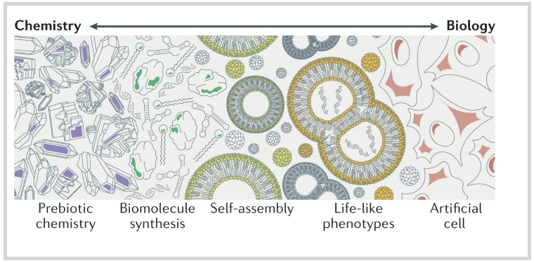 NatRevChem's tweet photo. Synthesis of lipid membranes for artificial cells

https://t.co/p4baEbjqnA

A Review by Kira Podolsky &amp; Neal Devaraj @UCSDChemBiochem @UCSD https://t.co/F6csTZK4QP