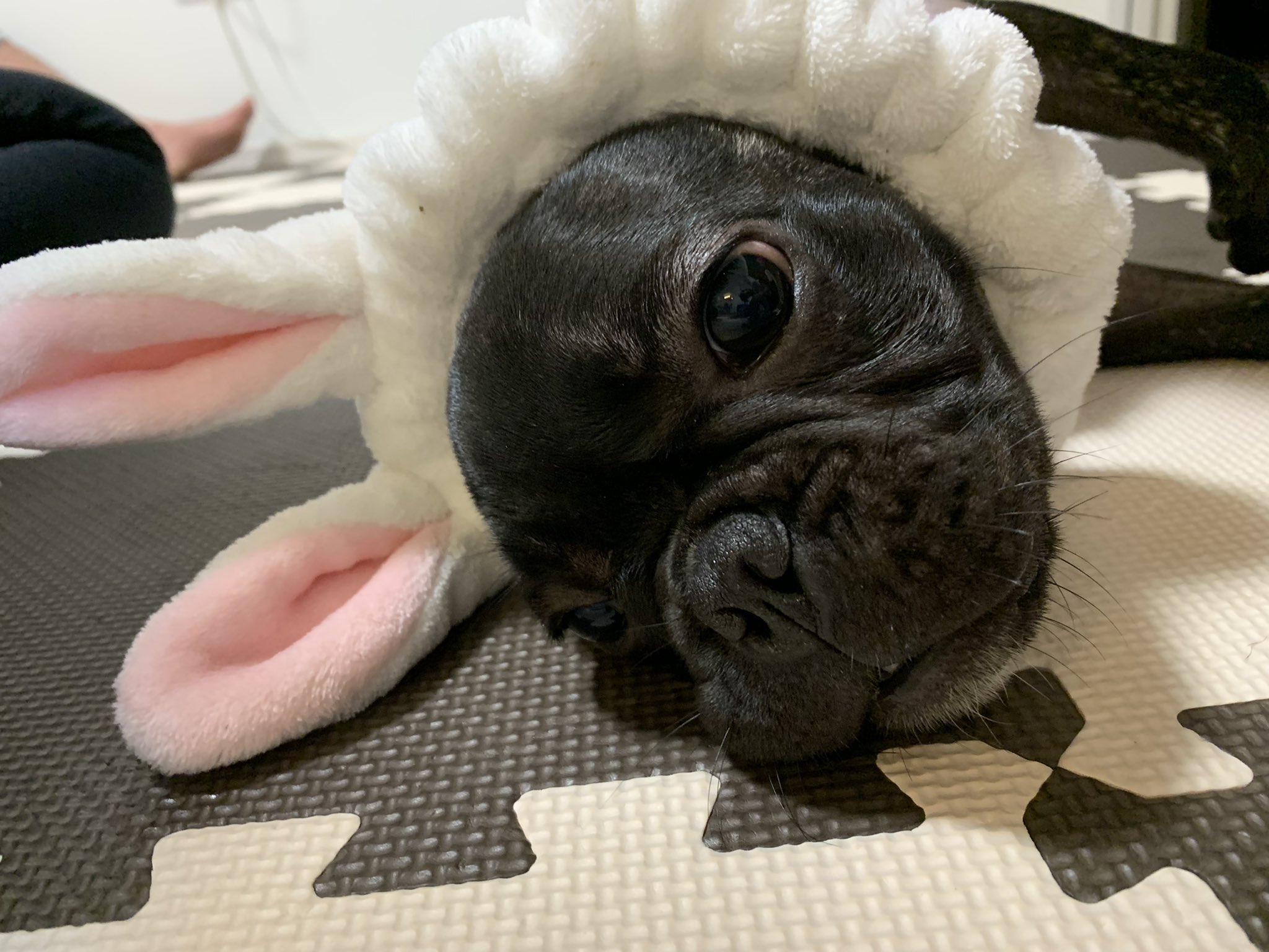着ぐるみの中の人 Twitter Search Twitter
