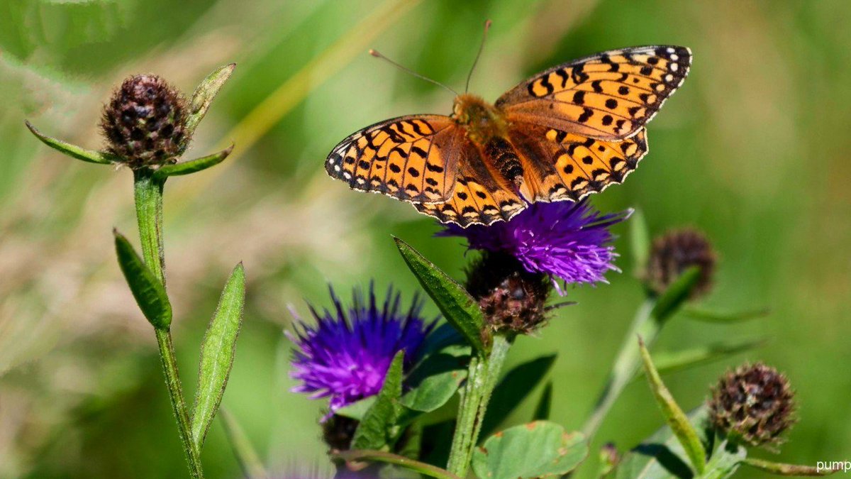 pumpkin_beth's tweet photo. I adore spending time in chalk grasslands & #meadows Here's a link to the pics of my @savebutterflies #ButterflyCount at Ranmore Common in #Surrey: https://t.co/5gpl2IB1Wr
#BigButterflyCount #Butterfly #Butterflies #Nature #NatureLovers #Dorking #RanmoreCommon #Flowers #Relaxing https://t.co/oEtL2uCVqp