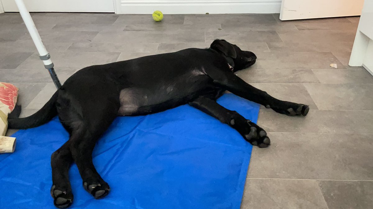 Sat on the floor in the kitchen with Maisie listening to <a href="/KovicMusic/">Kovic</a> because it’s too hot to do anything else xxxx