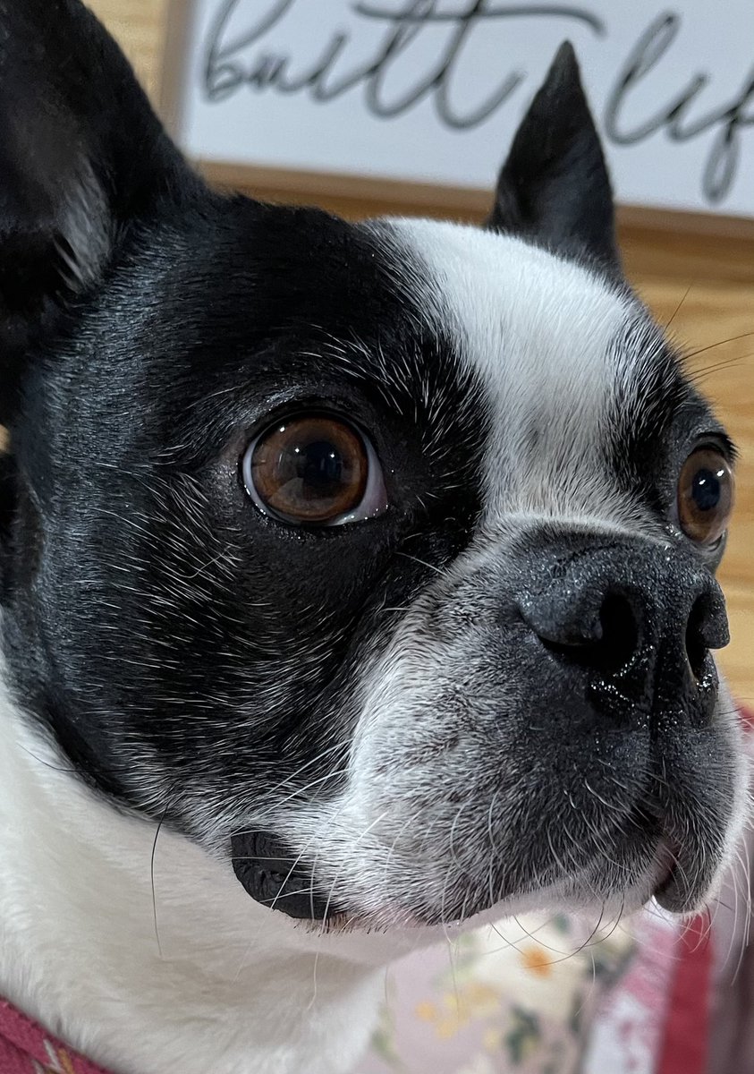 PageantParticu1's tweet image. Every pup needs a person. I am hers.