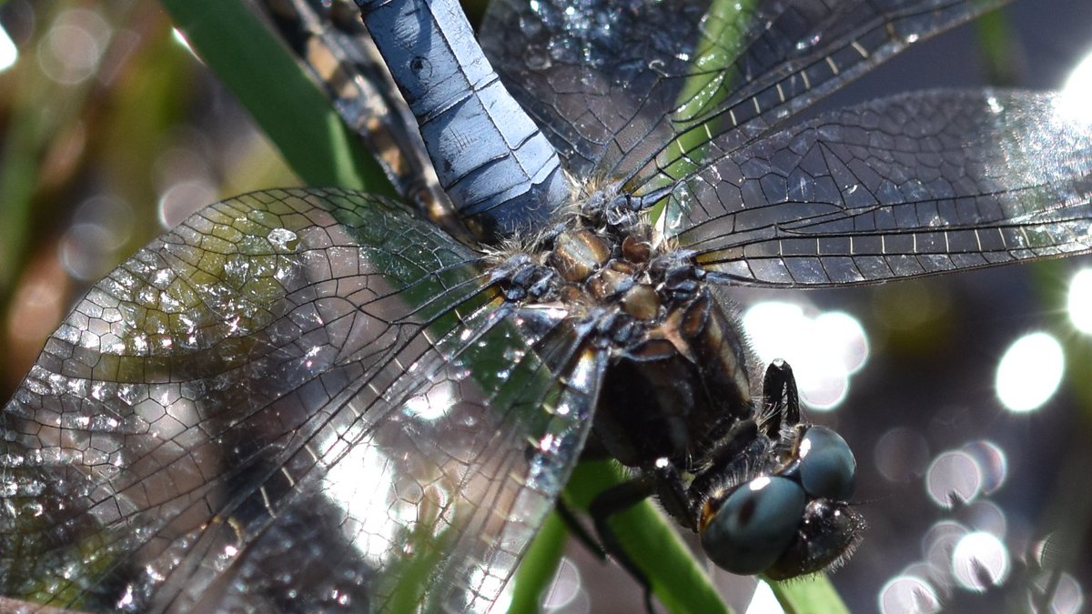 Rob Pike tweet media